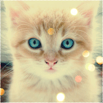 Cute Kitten Blue Eyes