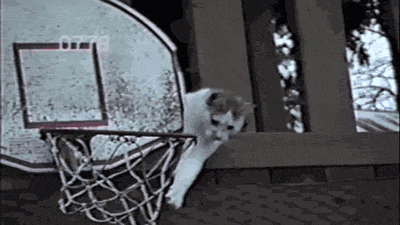 Funny Cat Basketball