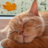 Cute Cat Sleeping Fall