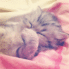 Cute Kitten Sleeping