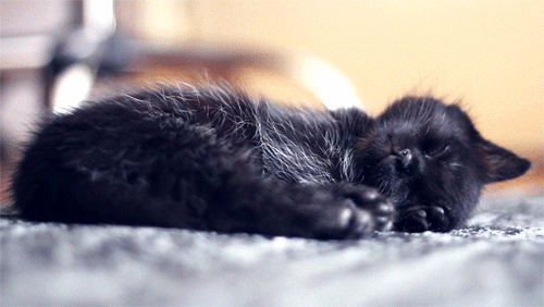 Cute Black Kitten Sleeps