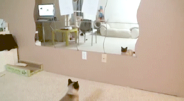 LOL Cat: Cat and Mirror