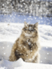 Cat in the Snow