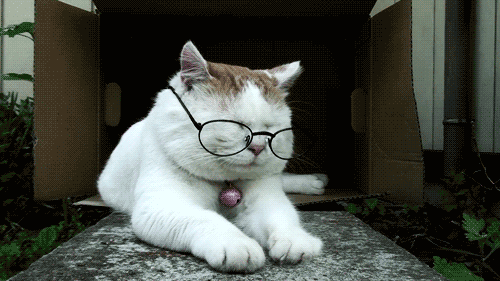 Funny Cat with Glasses