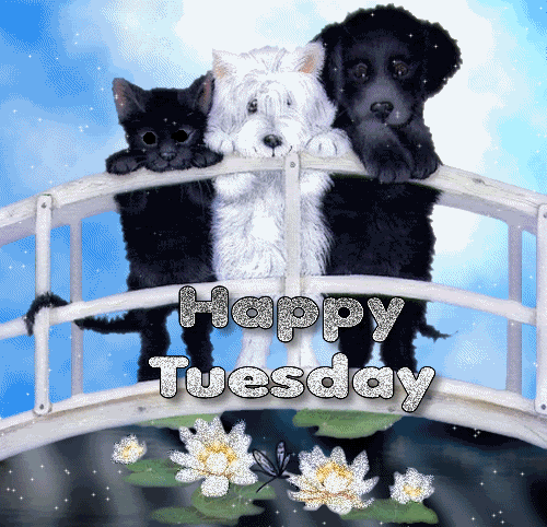 Happy Tuesday -- Cute Pets