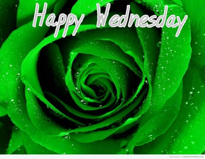 Happy Wednesday -- Green Rose