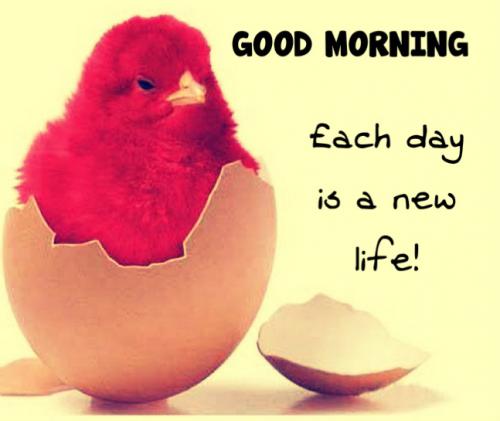 Good Morning! Each day is a new life!