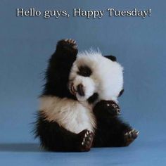 Hello Guys, Happy Tuesday!