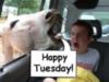 Happy Tuesday! -- Funny