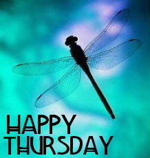 Happy Tuesday -- Dragonfly