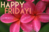 Happy Friday! -- Flowers