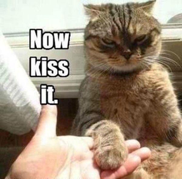 LOL Cat: Now kiss it