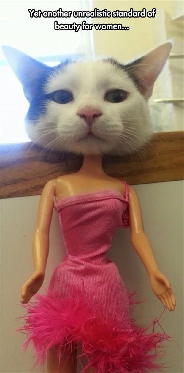 LOL Cat: another standard of beauty for women