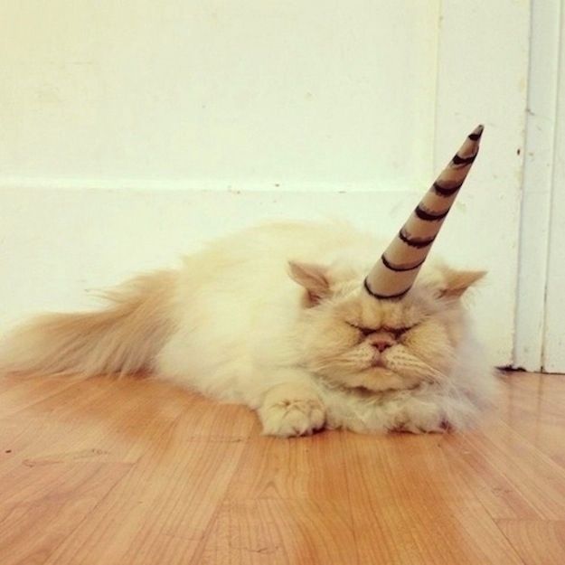 LOL Cat: Unicorn