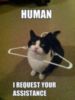 LOL Cat: Human I request your assistance