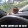 LOL Cat: Slow down!