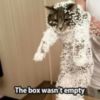 LOL Cat: the box wasn't empty