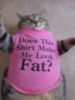 LOL Cat: Does This Shirt Make Me Look Fat?