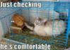 LOL Cat: He is comfortable