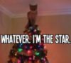 LOL Cat: I am the star