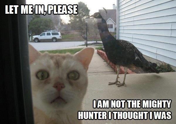LOL Cat: Please, let me in