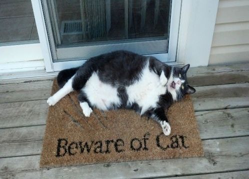 LOL Cat: beware of Cat
