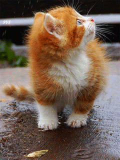 Cute Kitten in the Rain