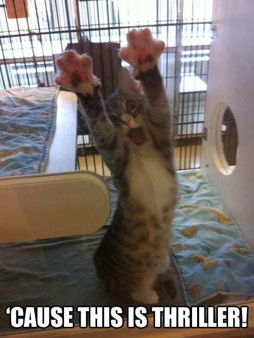 LOL Cat: Cause this is thriller!