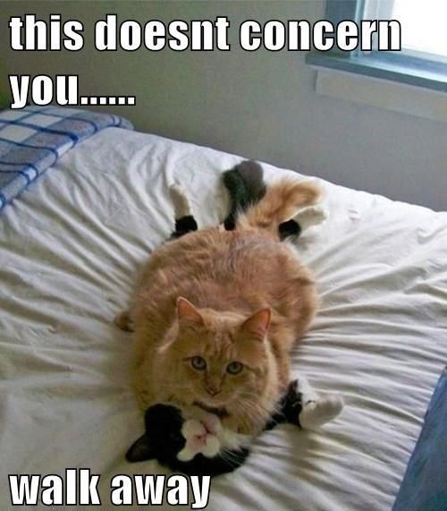 LOL Cat: this doesn't concern you...