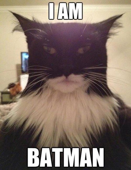 LOL Cat: I am Batman