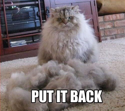 LOL Cat: Put It Back