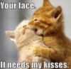 LOL Cat: Your face needs my kisses