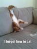 LOL Cat: I forgot how to cat
