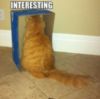 LOL Cat: interesting