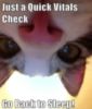 LOL Cat: Just a quick vitals check