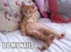 LOL Cat: Do my nails