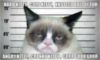LOL Cat: Grumpy