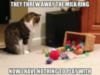LOL Cat: I have nothing to play with