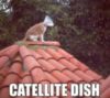 LOL Cat: Catellite Dish
