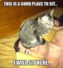 LOL Cat: Good place to sit