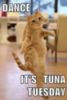It's Tuesday! -- Funny Cat