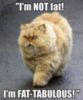 LOL Cat: I'm not fat!
