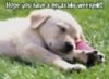 Have a relaxing Weekend -- Cute Puppy
