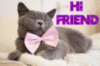 Hi  Friend -- Cute Cat
