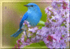 Spring Blue Bird