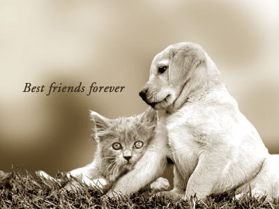 Best Friends Forever