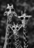 Funny Giraffes