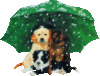 Puppies with Umbrella