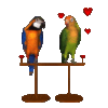 Parrots in Love