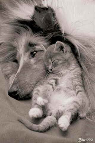 Cute Kitten and Dog